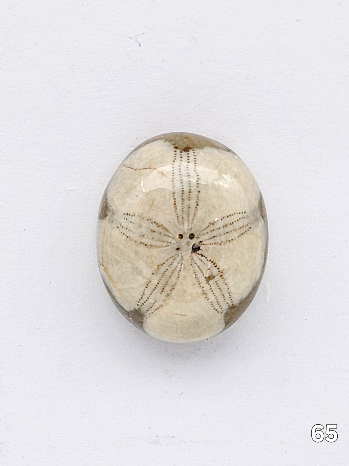 Sand dollar fossil medium