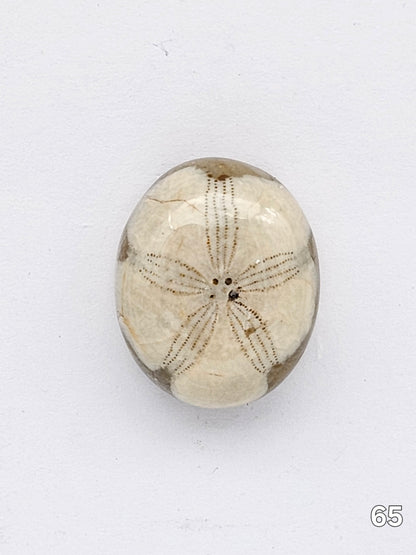 Sand dollar fossil medium