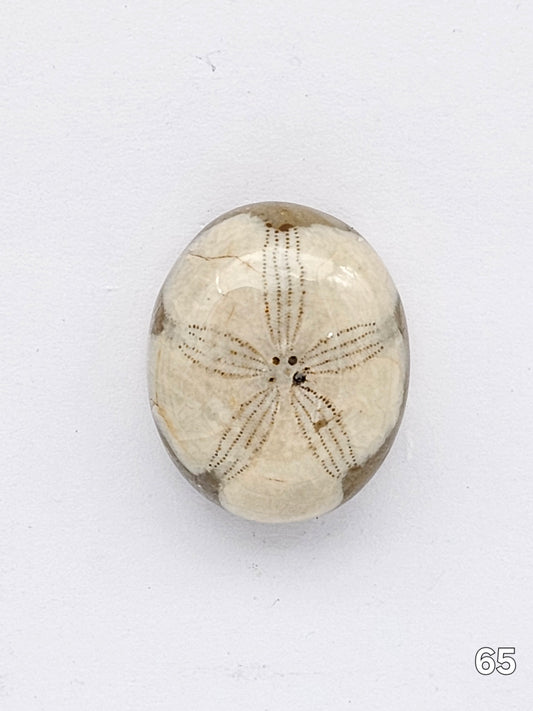 Sand dollar fossil medium
