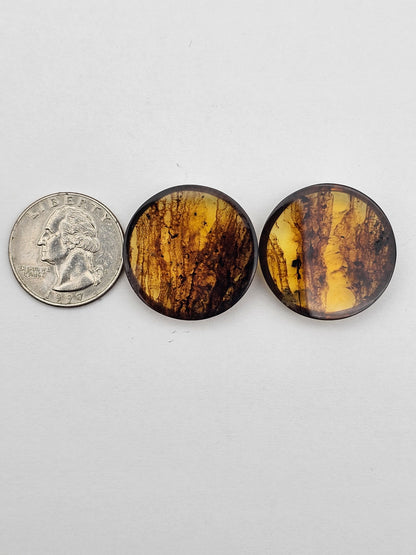 Amber authentic cabochon pair large
