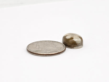 Sea Urchin (Sand Dollar) Fossil Cabochon – Mexican Echinoid