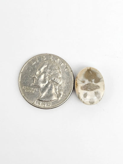 Sea Urchin (Sand Dollar) Fossil Cabochon – Mexican Echinoid