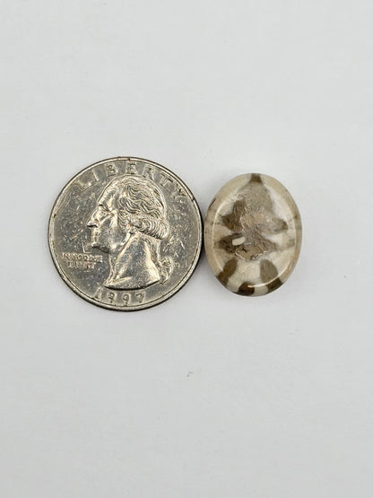 Sea Urchin (Sand Dollar) Fossil Cabochon – Mexican Echinoid