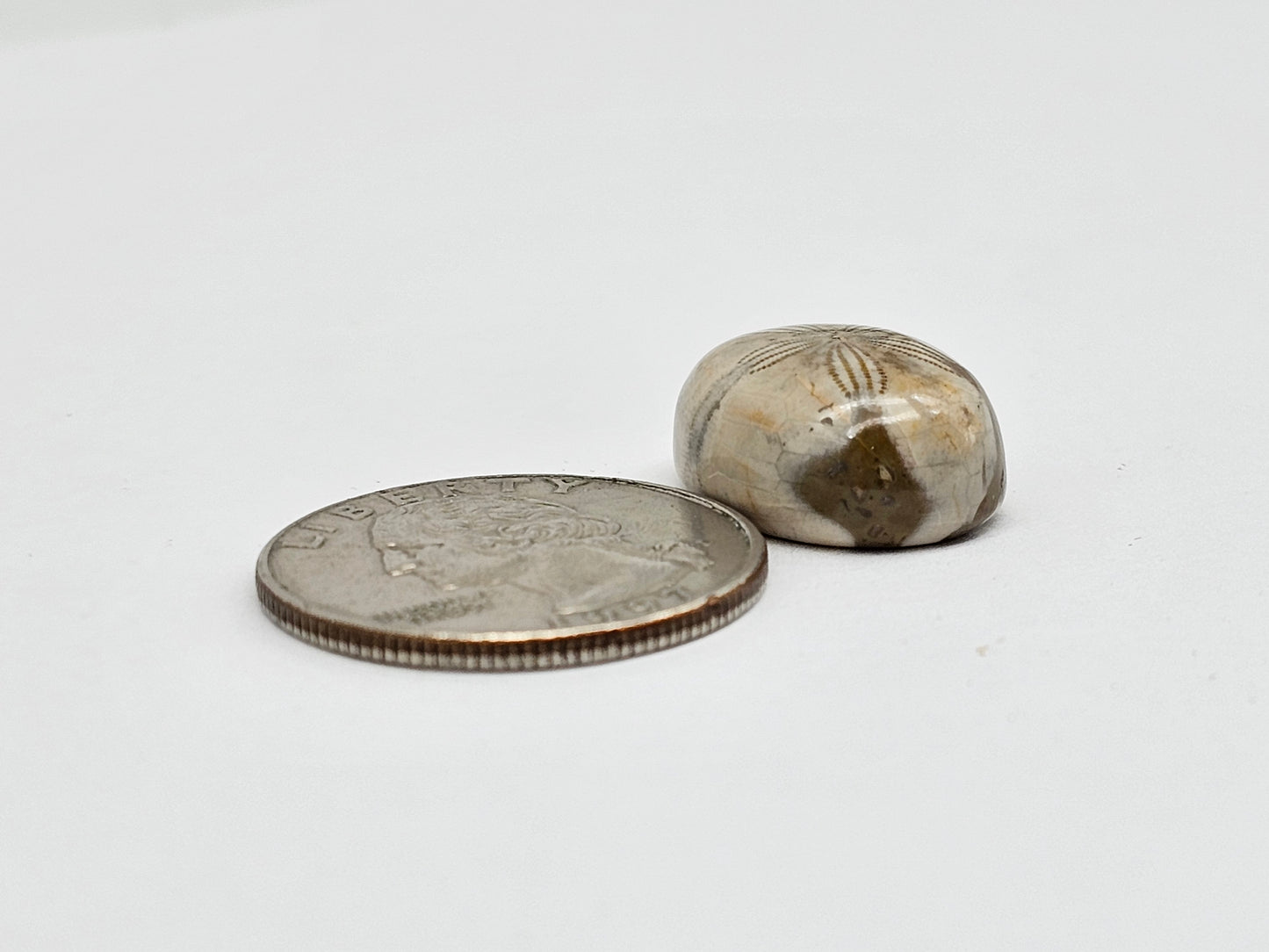 Sea Urchin (Sand Dollar) Fossil Cabochon – Mexican Echinoid