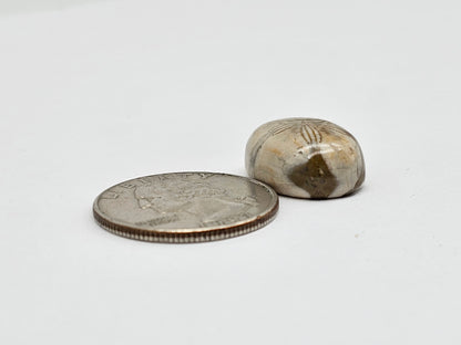 Sea Urchin (Sand Dollar) Fossil Cabochon – Mexican Echinoid
