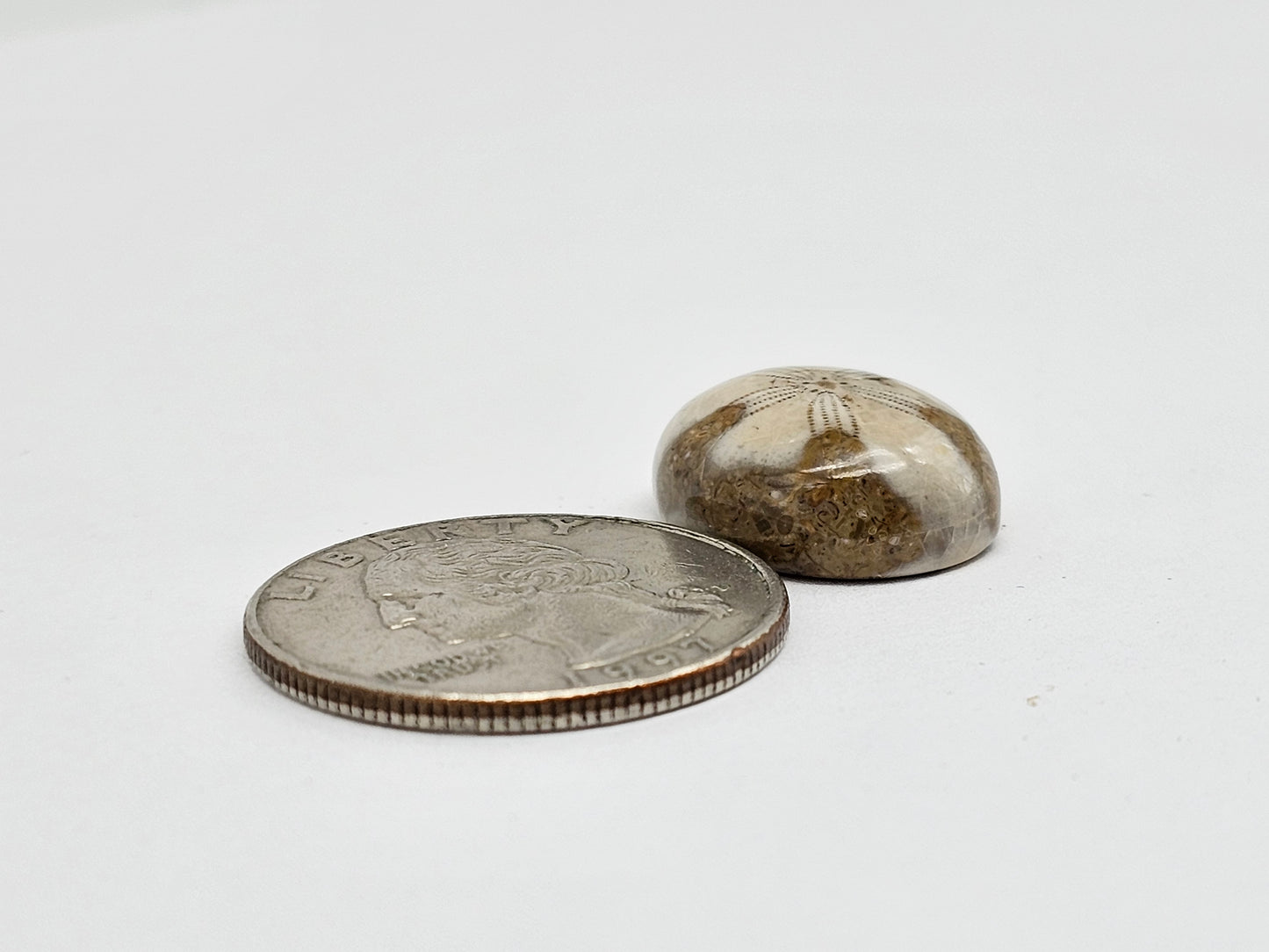 Sea Urchin (Sand Dollar) Fossil Cabochon – Mexican Echinoid