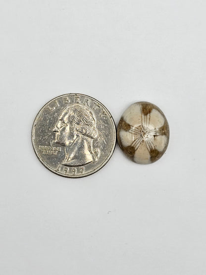 Sea Urchin (Sand Dollar) Fossil Cabochon – Mexican Echinoid