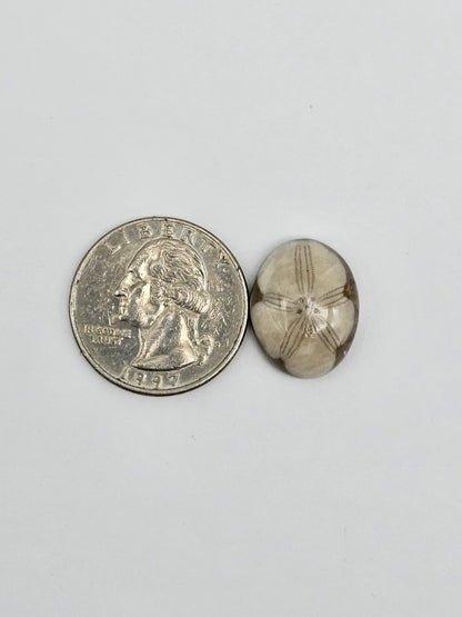 Sea Urchin (Sand Dollar) Fossil Cabochon – Mexican Echinoid