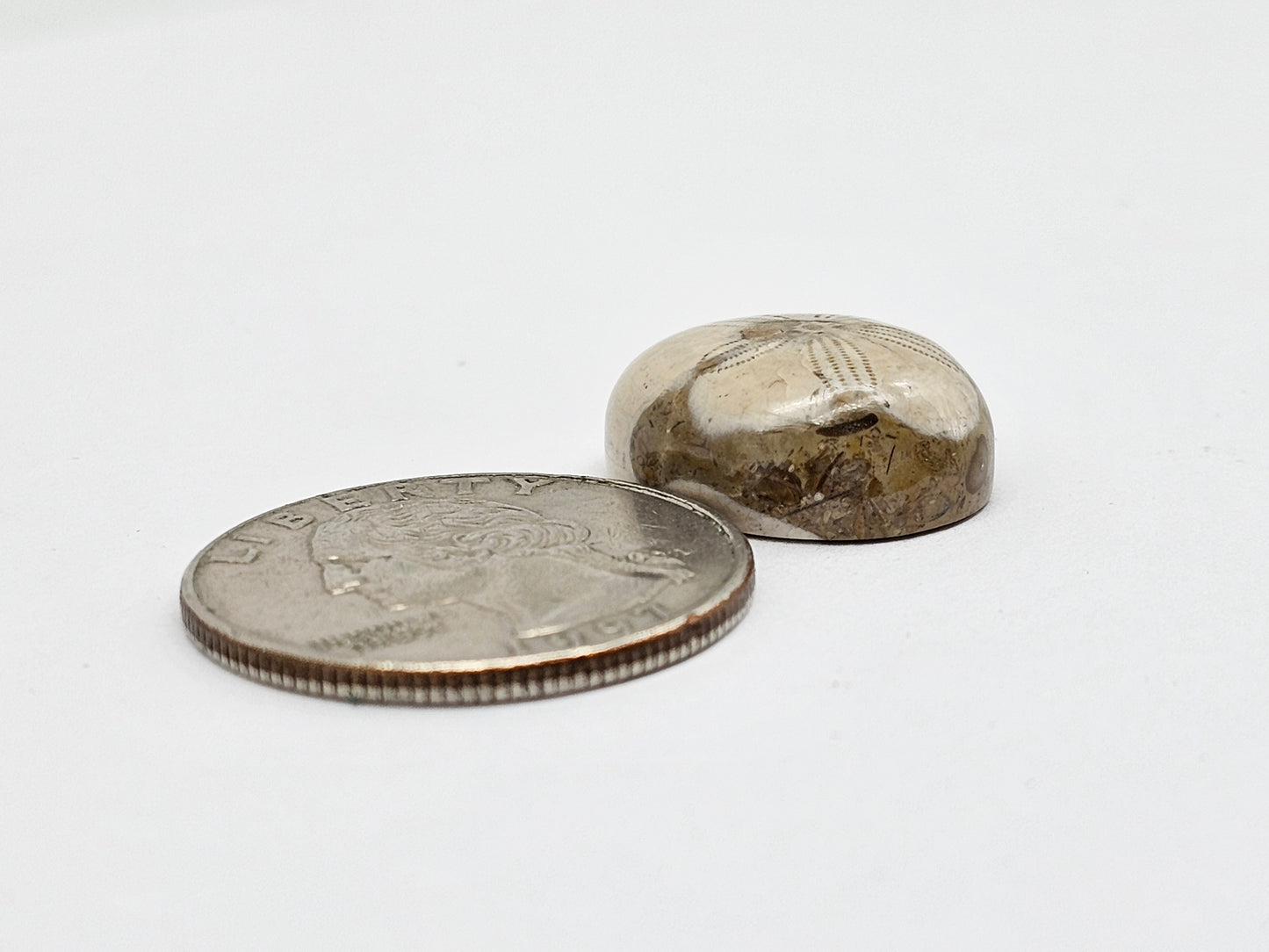 Sea Urchin (Sand Dollar) Fossil Cabochon – Mexican Echinoid
