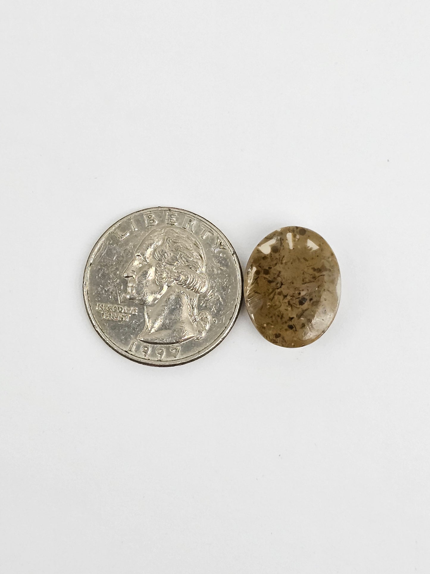 Sea Urchin (Sand Dollar) Fossil Cabochon – Mexican Echinoid