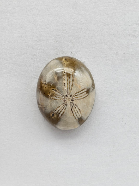Sea Urchin (Sand Dollar) Fossil Cabochon – Mexican Echinoid