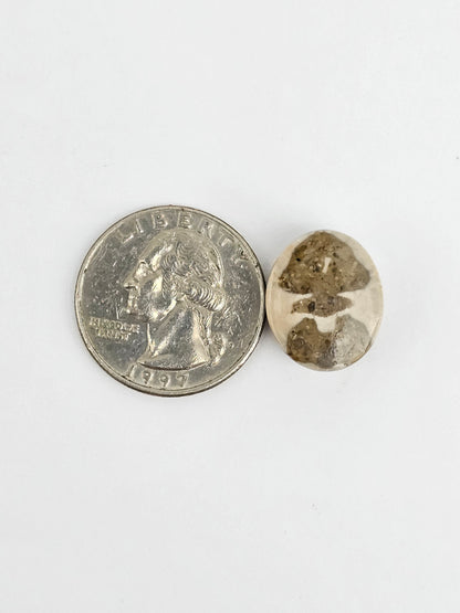 Sea Urchin (Sand Dollar) Fossil Cabochon – Mexican Echinoid