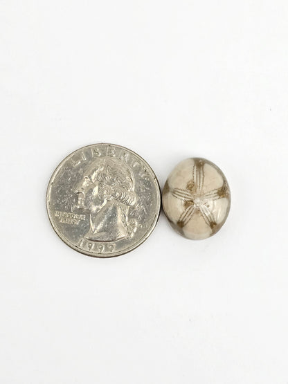 Sea Urchin (Sand Dollar) Fossil Cabochon – Mexican Echinoid