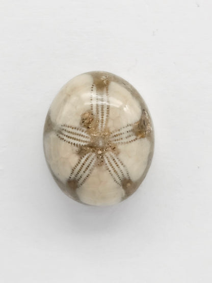 Sea Urchin (Sand Dollar) Fossil Cabochon – Mexican Echinoid