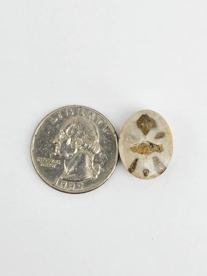 Sea Urchin (Sand Dollar) Fossil Cabochon – Mexican Echinoid