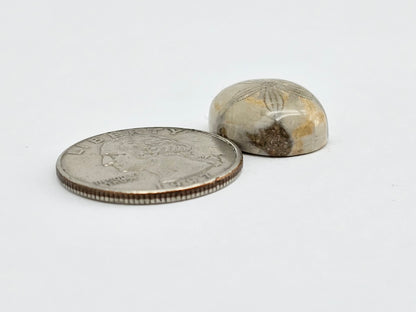 Sea Urchin (Sand Dollar) Fossil Cabochon – Mexican Echinoid