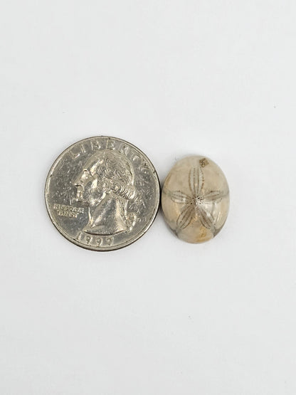 Sea Urchin (Sand Dollar) Fossil Cabochon – Mexican Echinoid