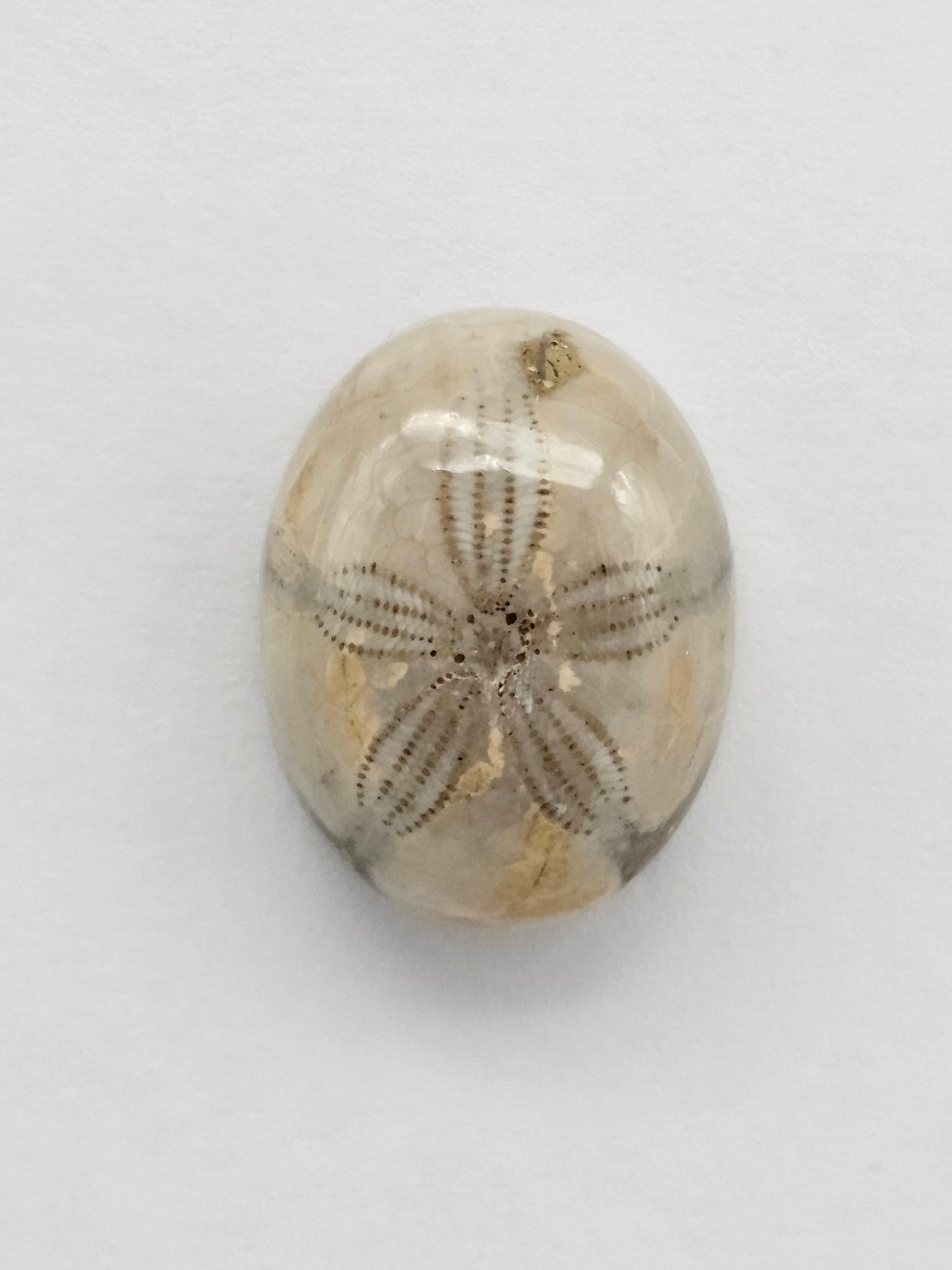 Sea Urchin (Sand Dollar) Fossil Cabochon – Mexican Echinoid