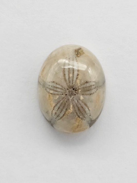 Sea Urchin (Sand Dollar) Fossil Cabochon – Mexican Echinoid