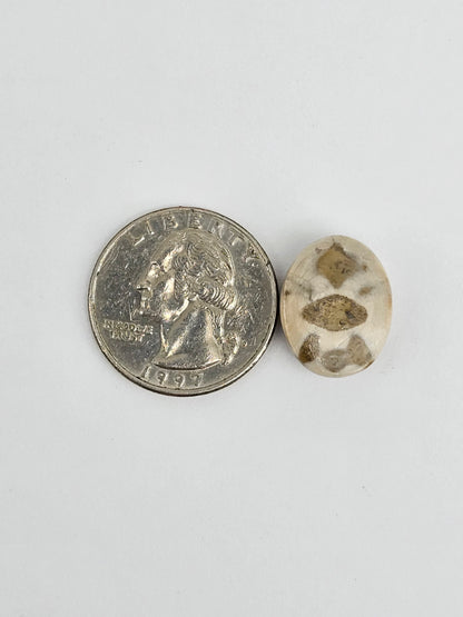 Sea Urchin (Sand Dollar) Fossil Cabochon – Mexican Echinoid