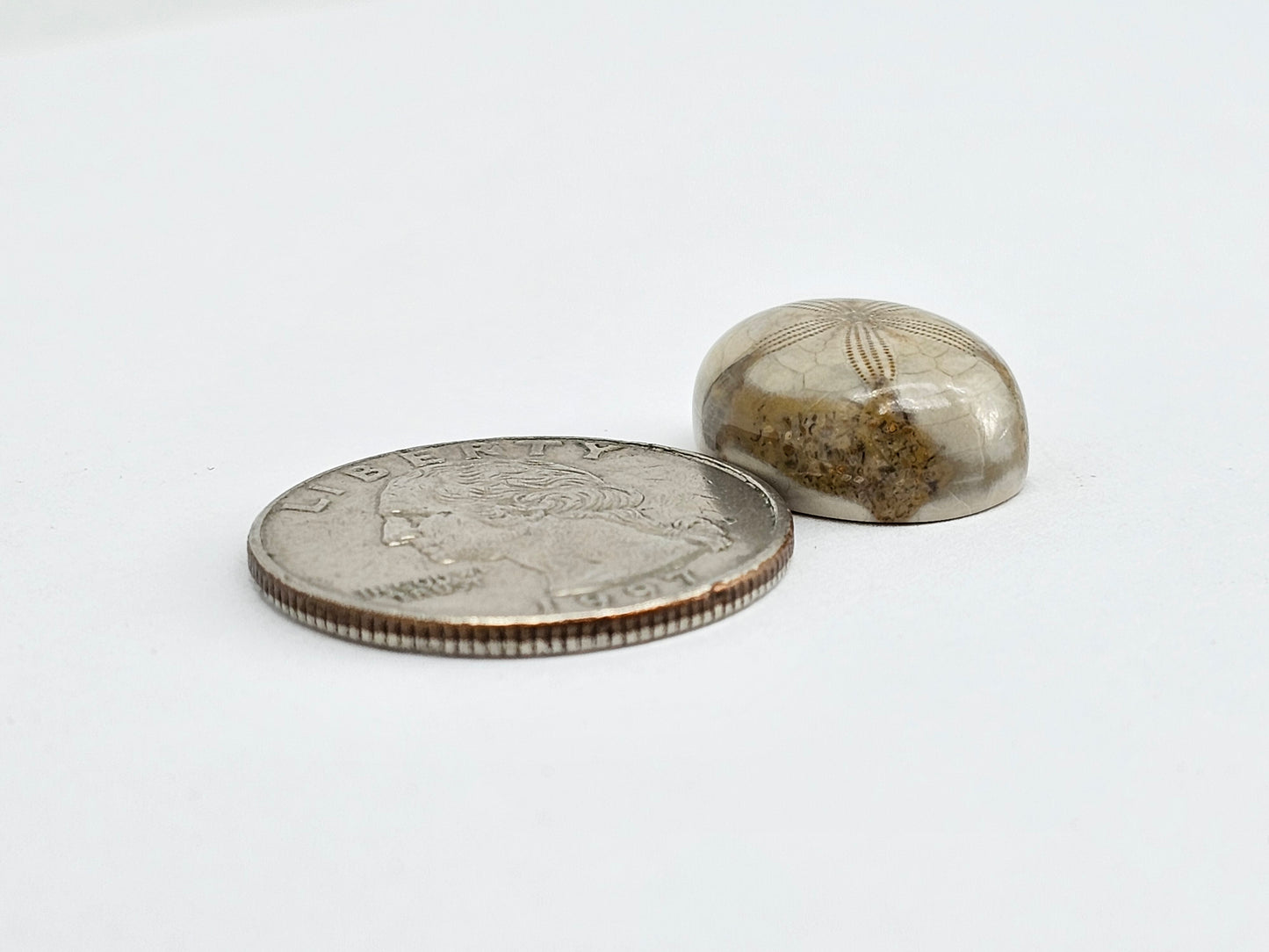Sea Urchin (Sand Dollar) Fossil Cabochon – Mexican Echinoid