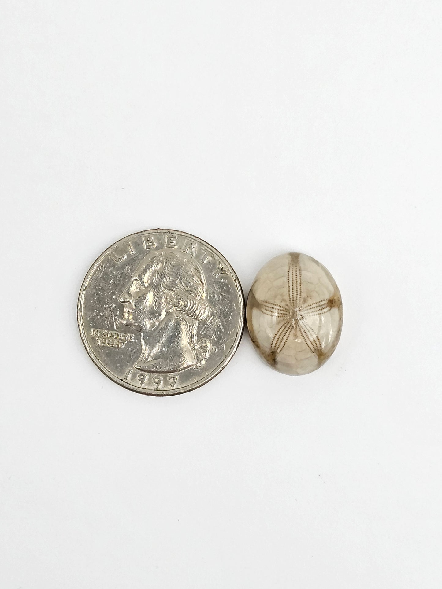 Sea Urchin (Sand Dollar) Fossil Cabochon – Mexican Echinoid