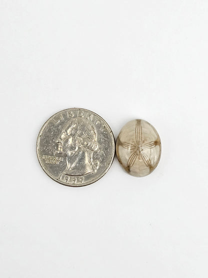 Sea Urchin (Sand Dollar) Fossil Cabochon – Mexican Echinoid