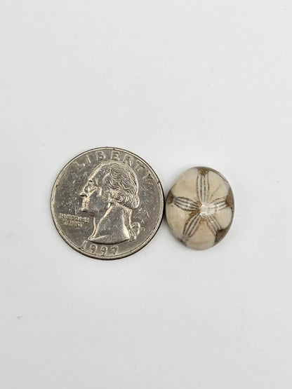 Sea Urchin (Sand Dollar) Fossil Cabochon – Mexican Echinoid