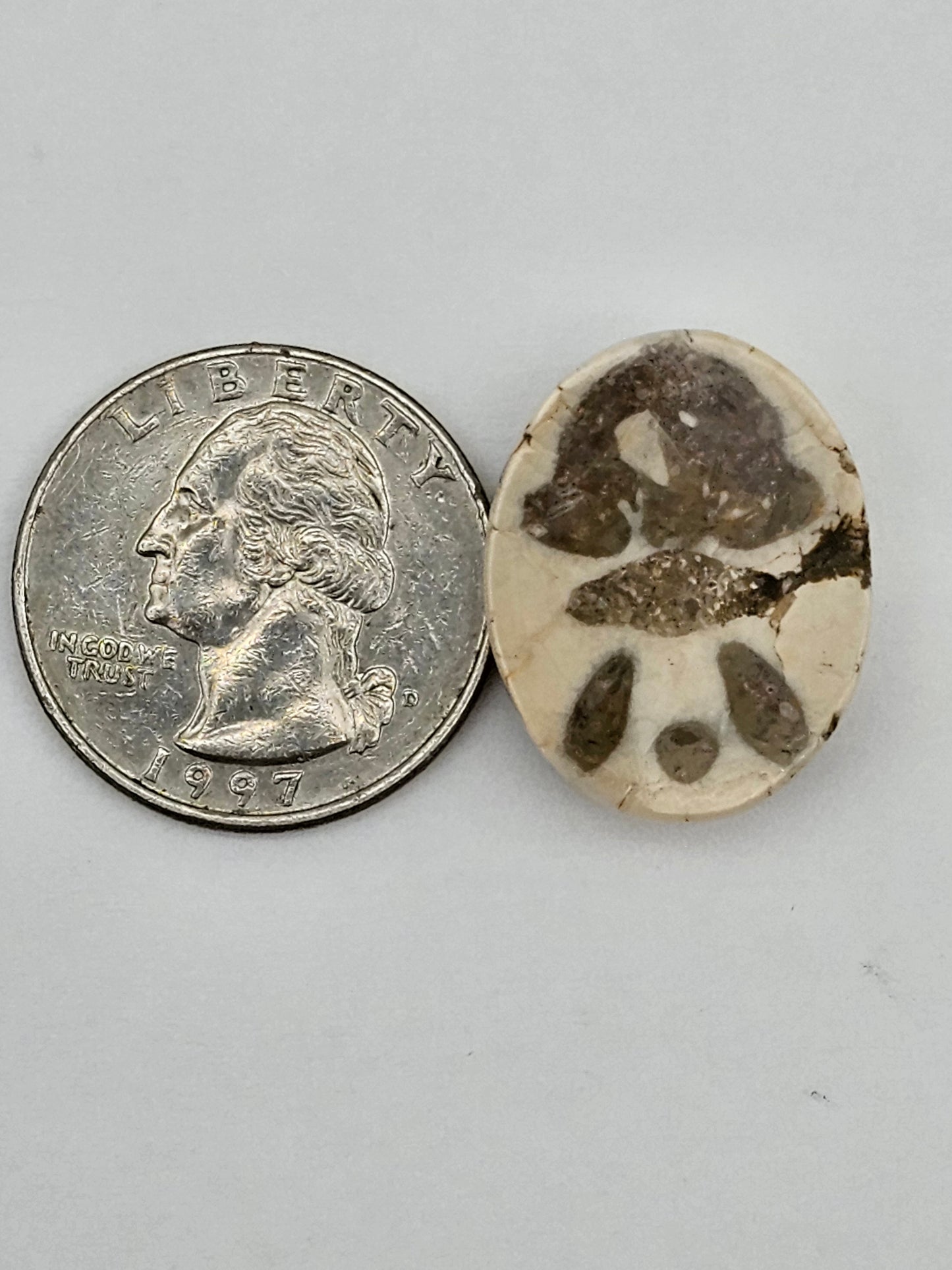 Sand dollar fossil medium