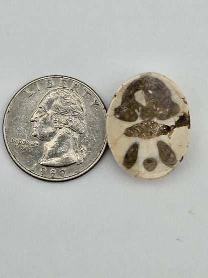Sand dollar fossil medium