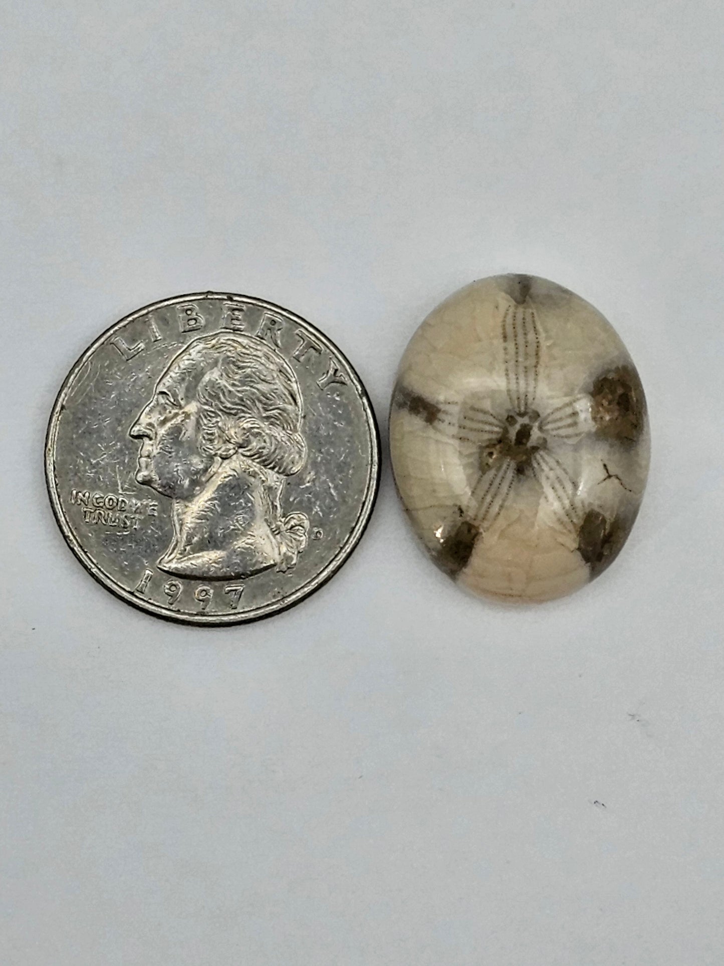 Sand dollar fossil medium