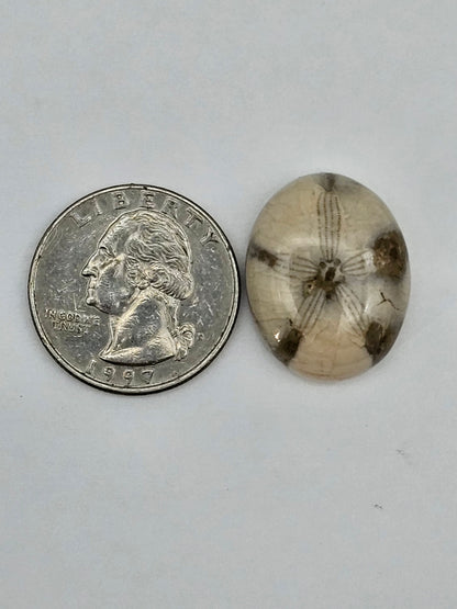 Sand dollar fossil medium