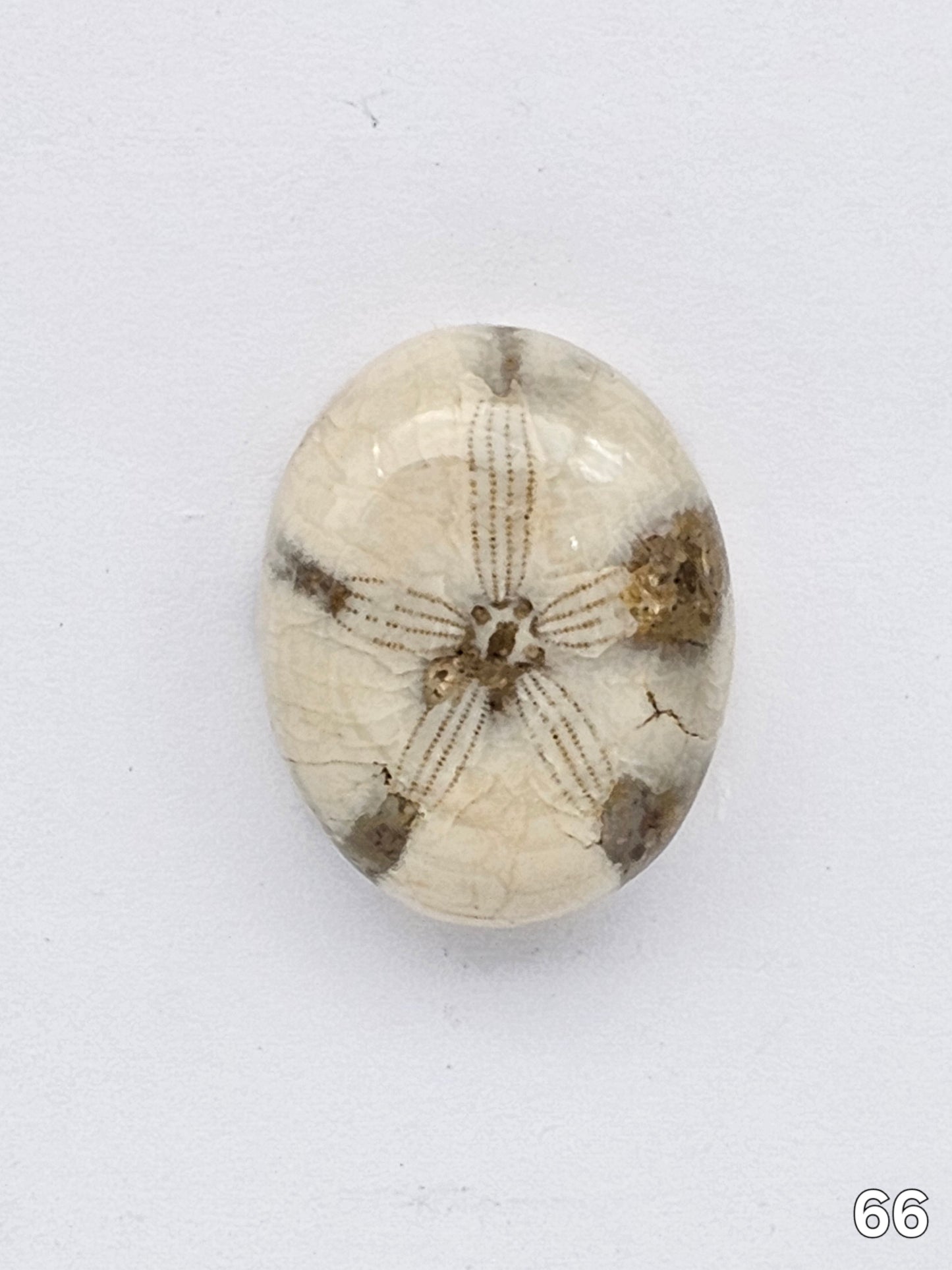 Sand dollar fossil medium
