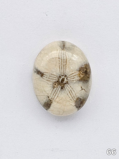 Sand dollar fossil medium