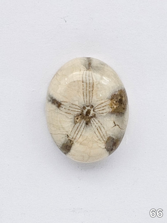 Sand dollar fossil medium