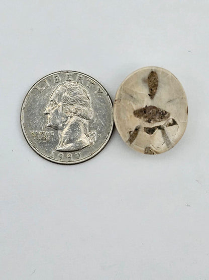 Sand dollar fossil medium