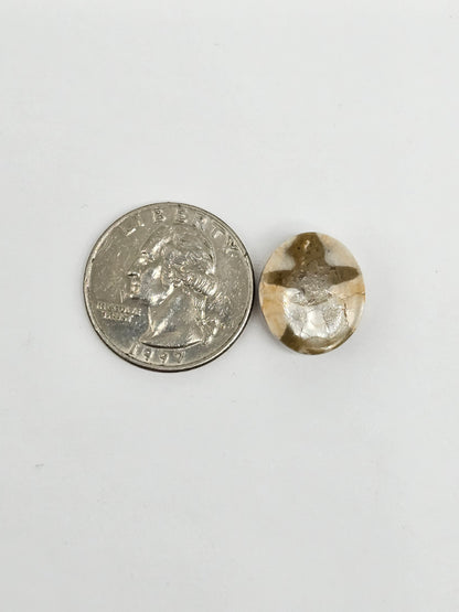 Sea Urchin (Sand Dollar) Fossil Cabochon – Mexican Echinoid