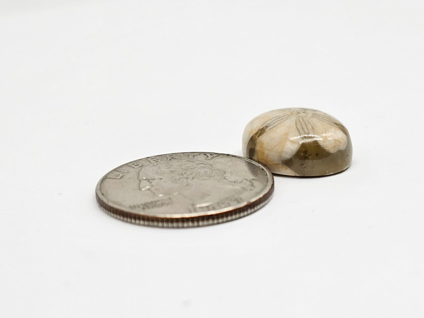 Sea Urchin (Sand Dollar) Fossil Cabochon – Mexican Echinoid