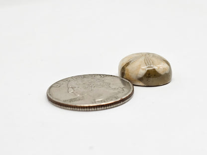 Sea Urchin (Sand Dollar) Fossil Cabochon – Mexican Echinoid