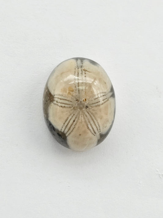Sea Urchin (Sand Dollar) Fossil Cabochon – Mexican Echinoid