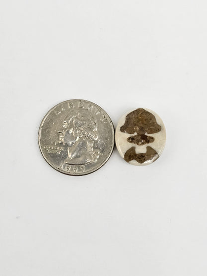Sea Urchin (Sand Dollar) Fossil Cabochon – Mexican Echinoid