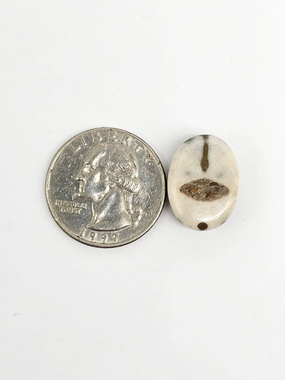 Sea Urchin (Sand Dollar) Fossil Cabochon – Mexican Echinoid