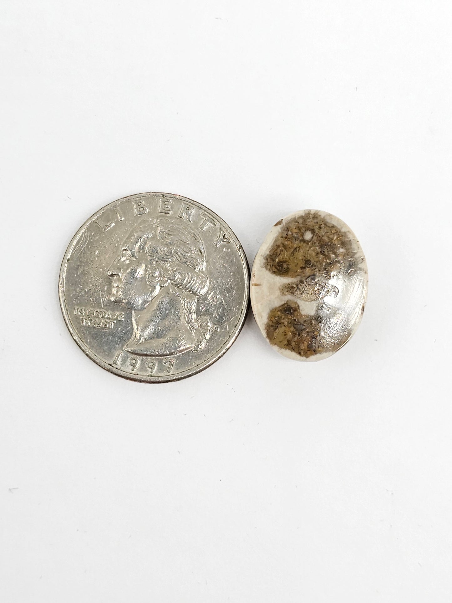 Sea Urchin (Sand Dollar) Fossil Cabochon – Mexican Echinoid