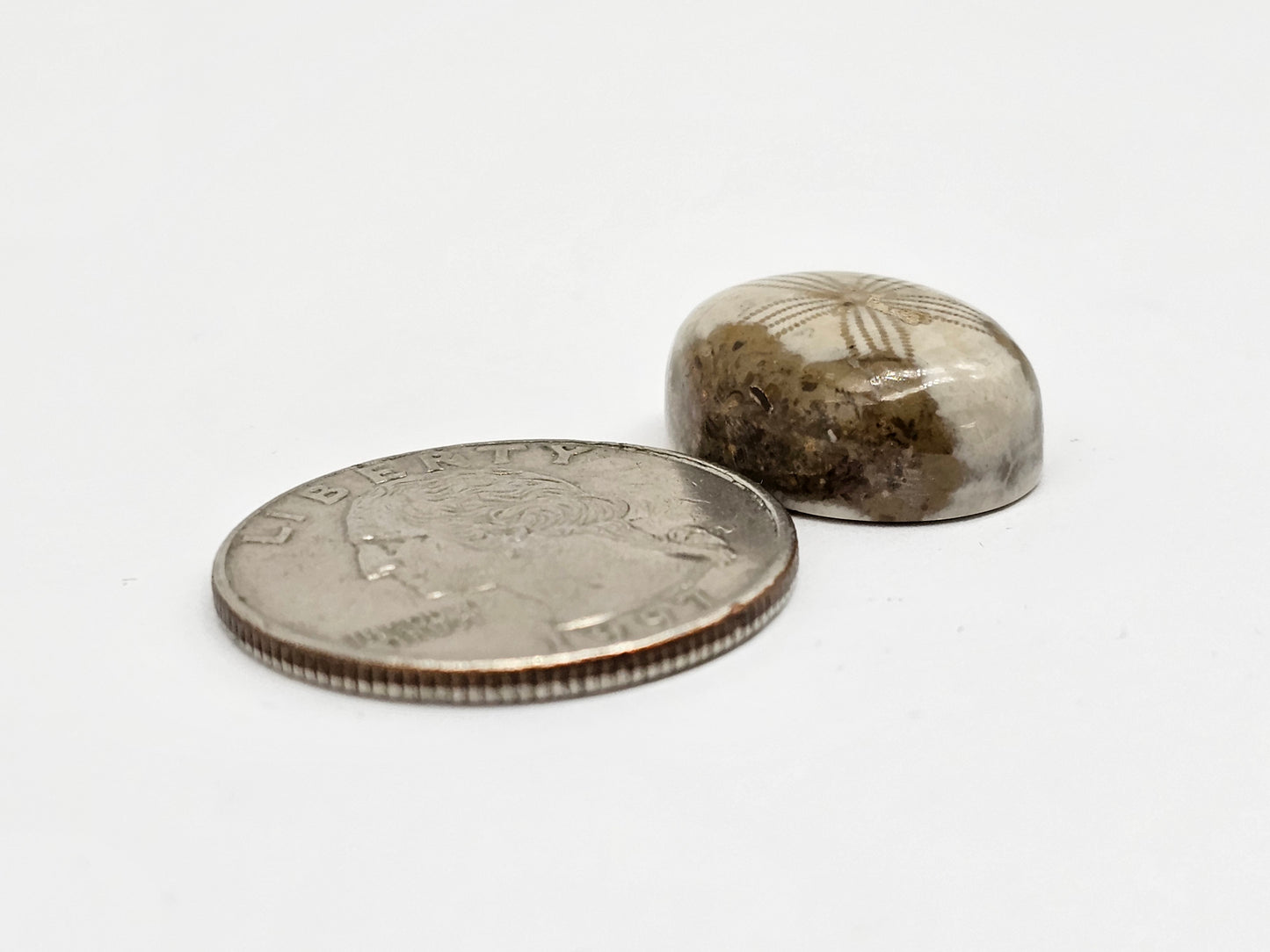 Sea Urchin (Sand Dollar) Fossil Cabochon – Mexican Echinoid