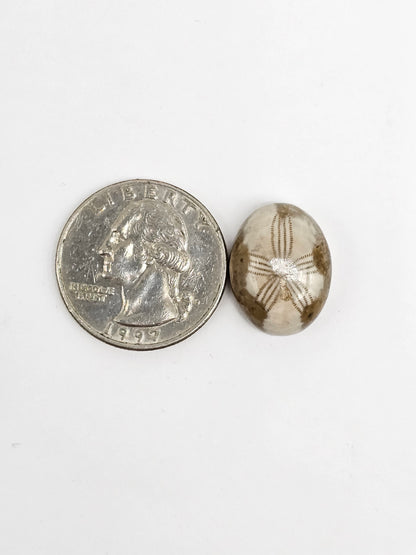 Sea Urchin (Sand Dollar) Fossil Cabochon – Mexican Echinoid