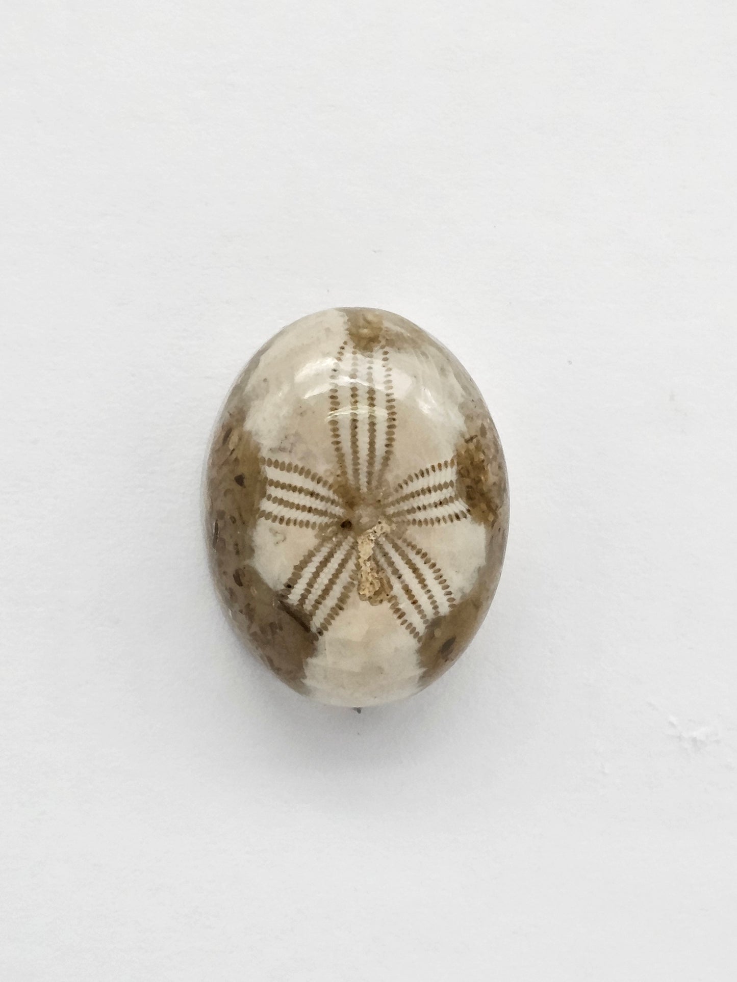 Sea Urchin (Sand Dollar) Fossil Cabochon – Mexican Echinoid