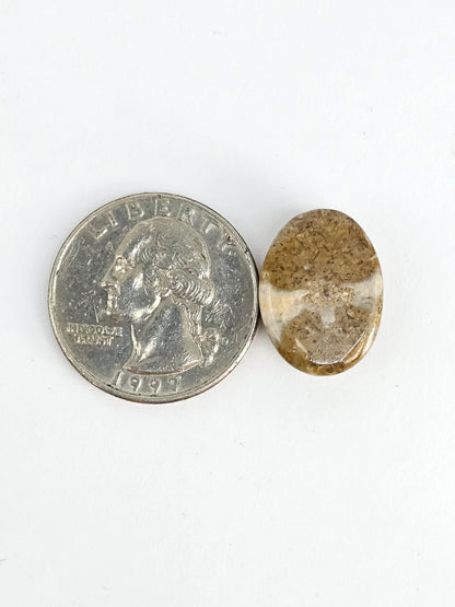 Sea Urchin (Sand Dollar) Fossil Cabochon – Mexican Echinoid