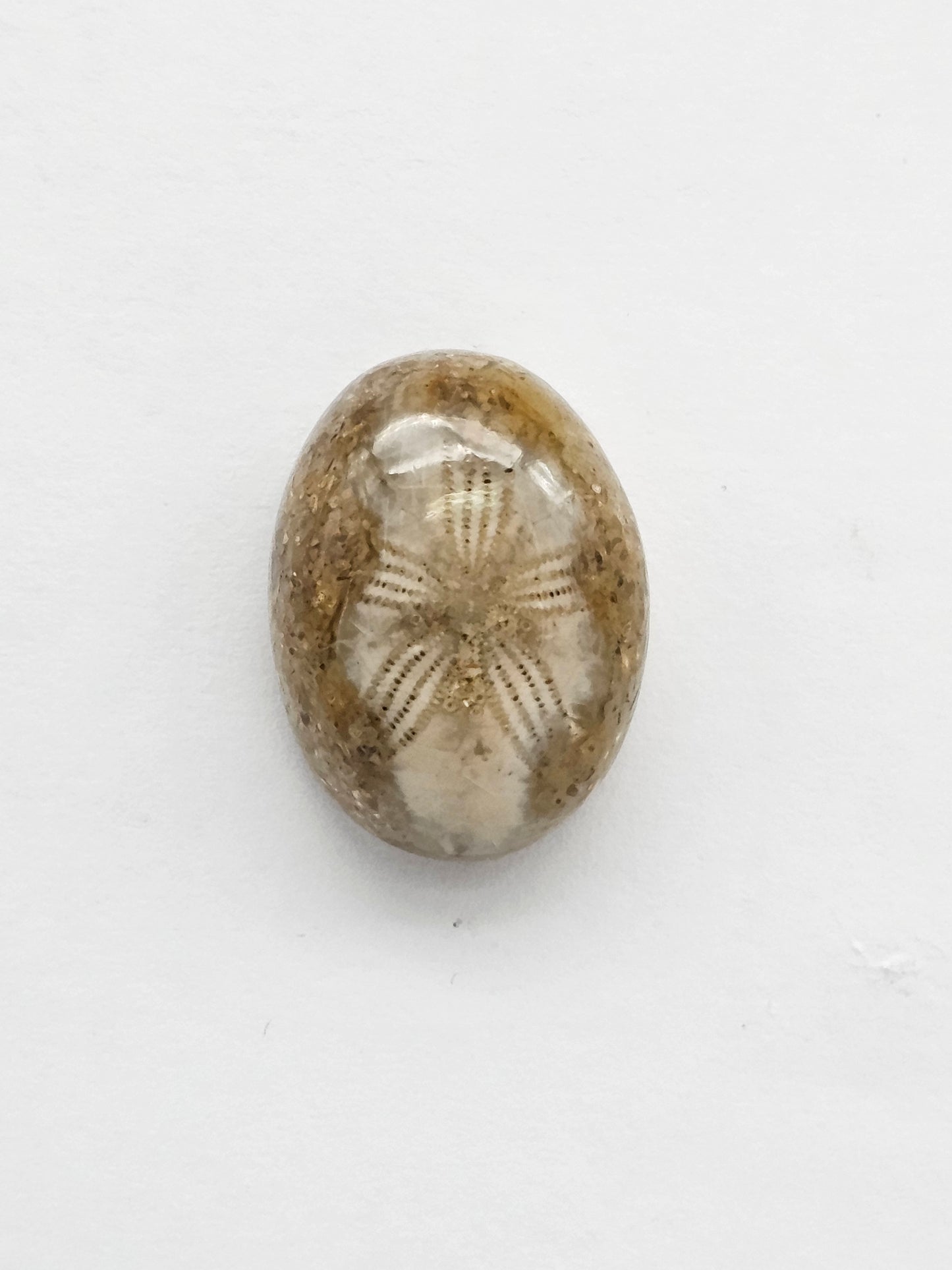 Sea Urchin (Sand Dollar) Fossil Cabochon – Mexican Echinoid