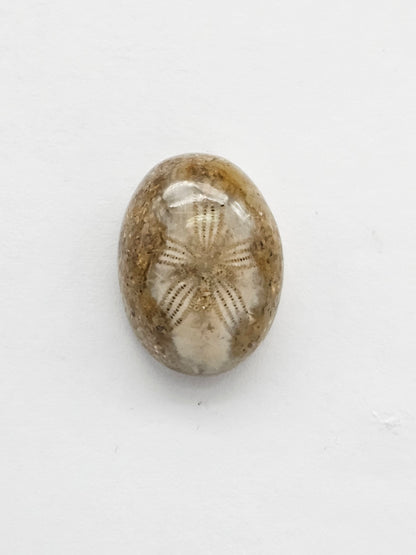 Sea Urchin (Sand Dollar) Fossil Cabochon – Mexican Echinoid