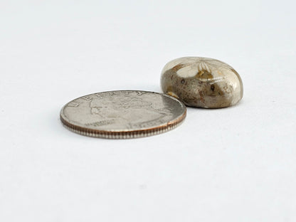 Sea Urchin (Sand Dollar) Fossil Cabochon – Mexican Echinoid